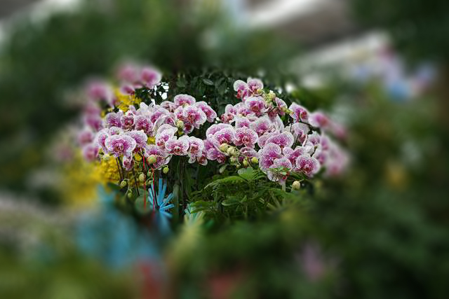 春夏秋冬abc摄影作品花卉展览