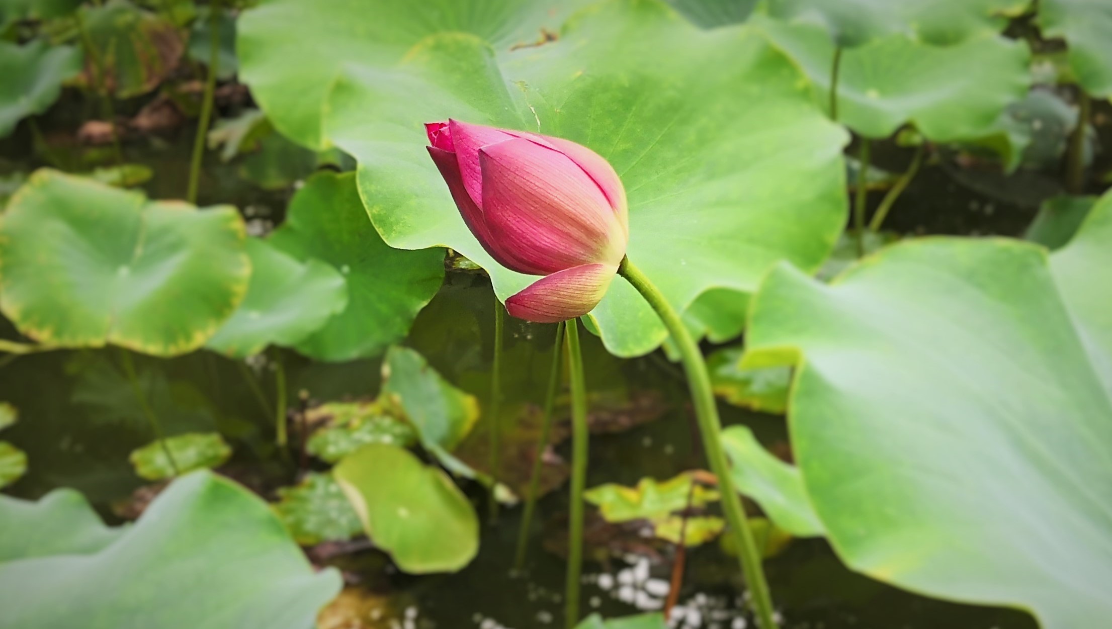 水边的白桦林 一组_3