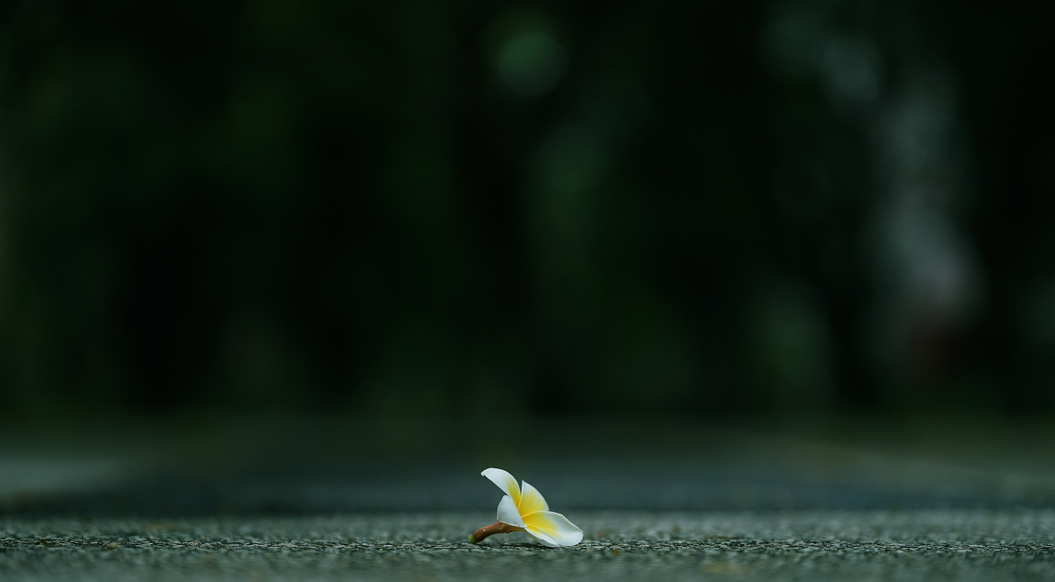 化作春泥更护花_0
