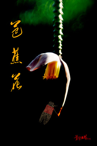 芭蕉花_0