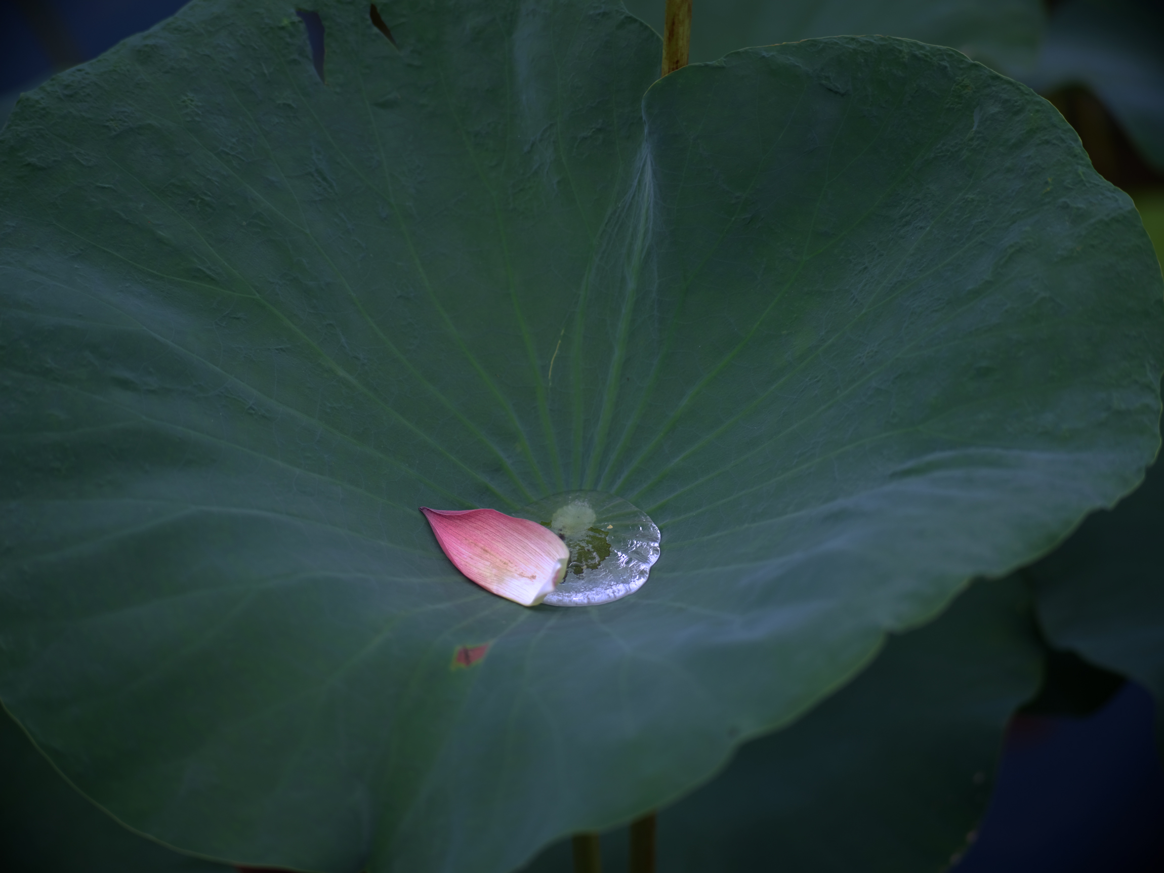 一花一世界,一叶一菩提_0