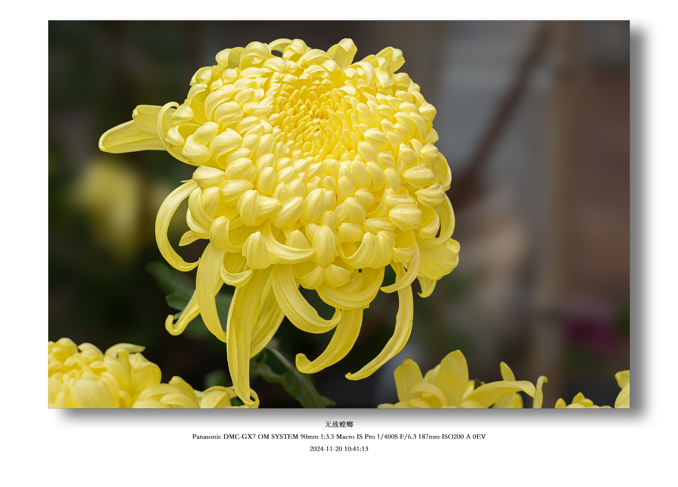 秋菊_2