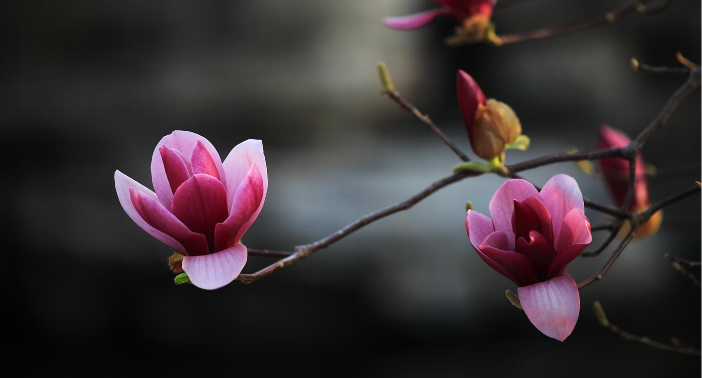 玉兰花_0