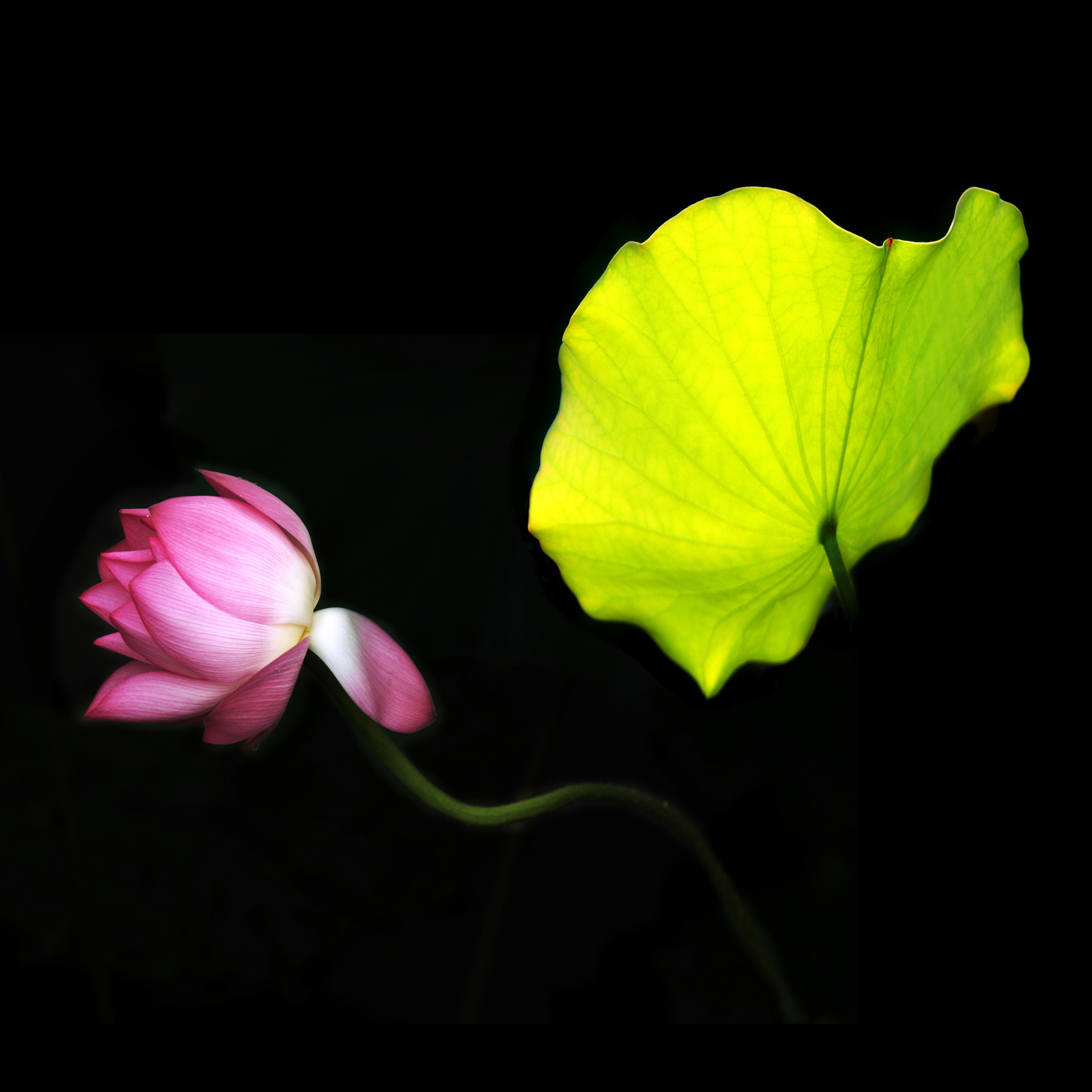 映日荷花_0