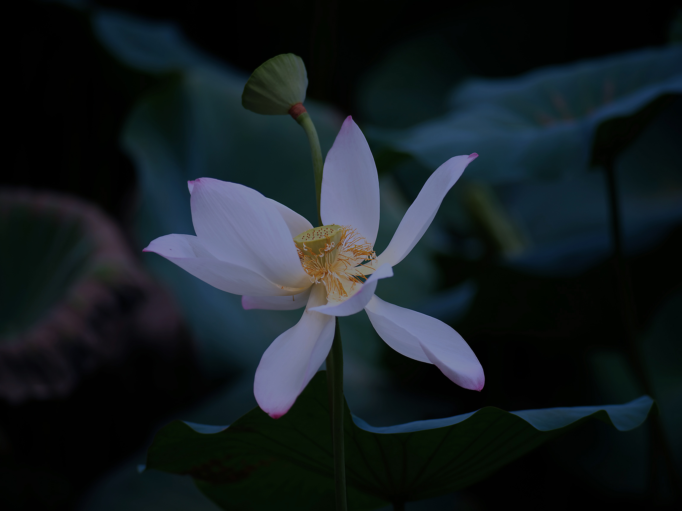 绽放_0