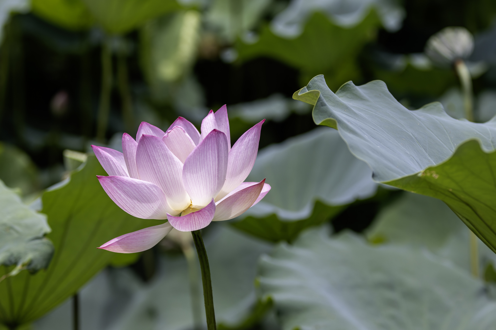 夏荷_0
