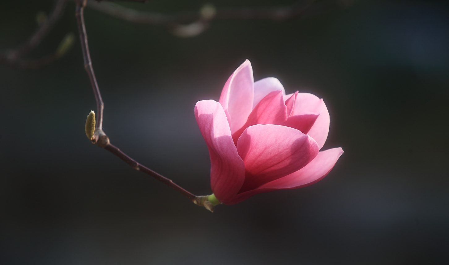 玉兰花_0