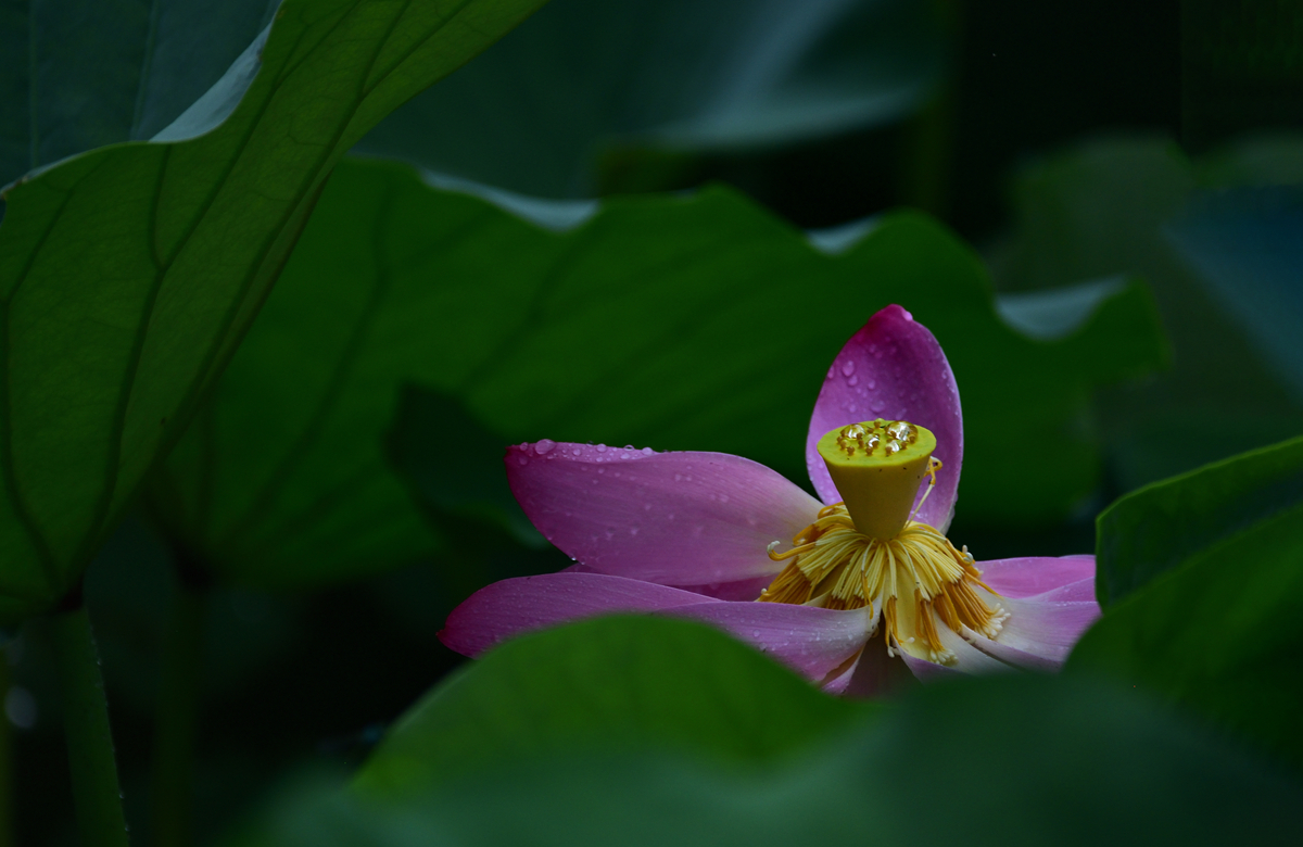 《雨后莲》_0