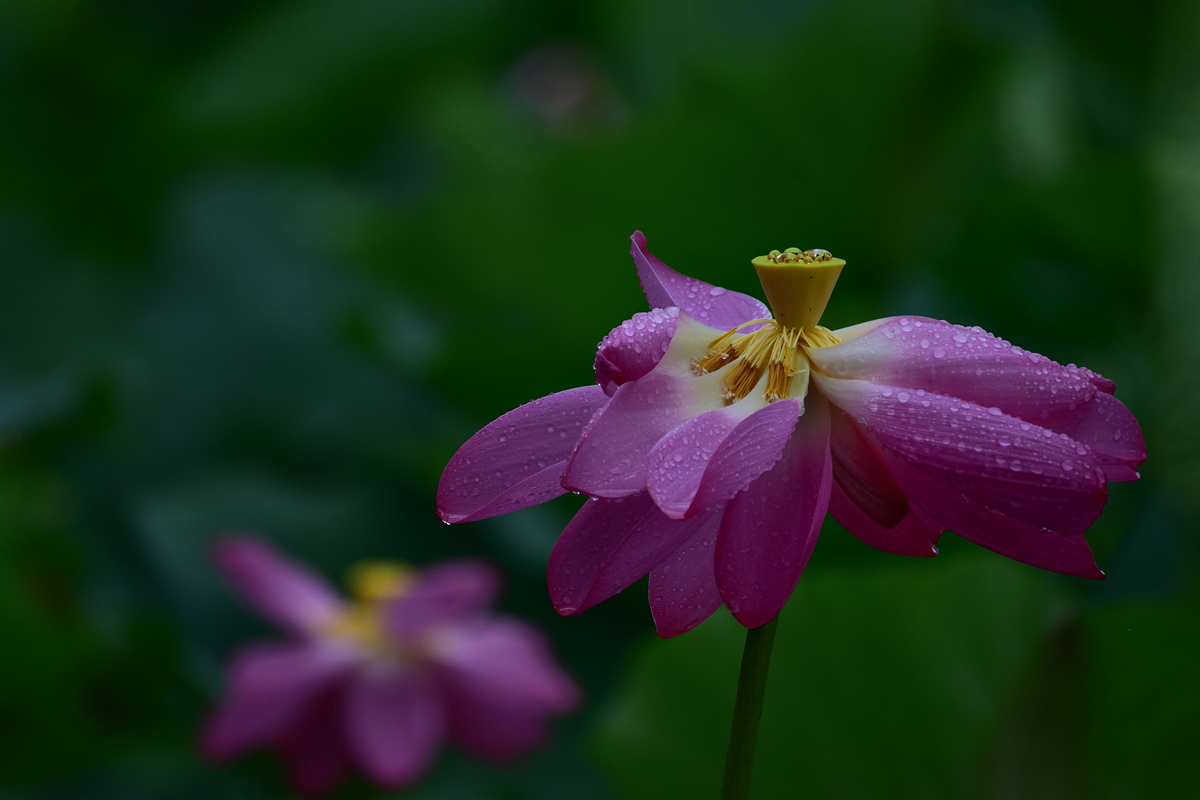 《雨后莲》_1